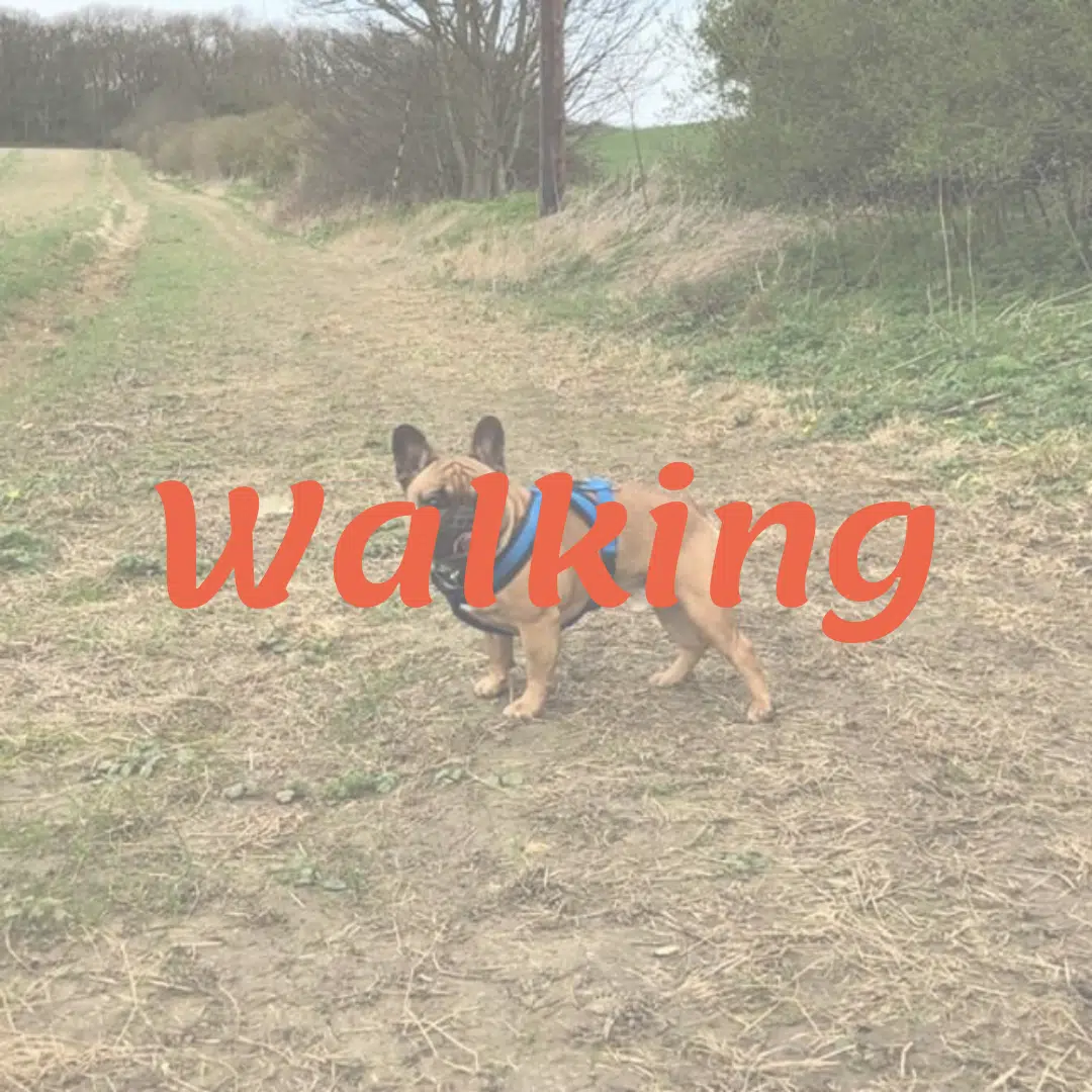 Walking.png